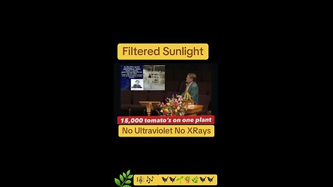 🌞Filtered Sunlight Gardening🌿 / 15,000 Tomatoes 🍅 On One plant