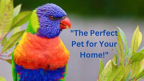 "Why Parrots Make the Best Pets!"