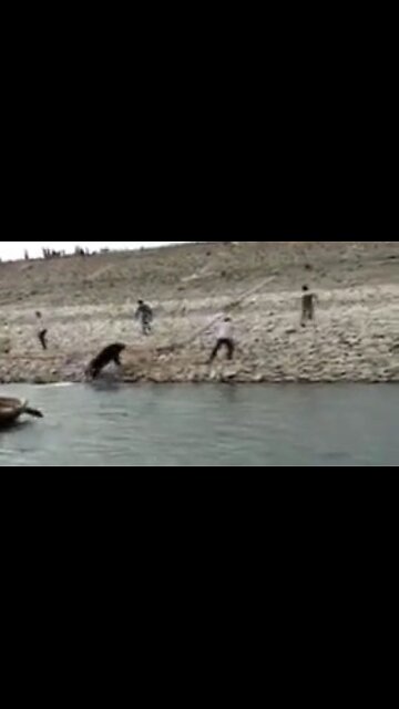 Sloth Bear Attacks Indian Man Who Foolishly Decides To Try And Jump In The Water To Get Away From It