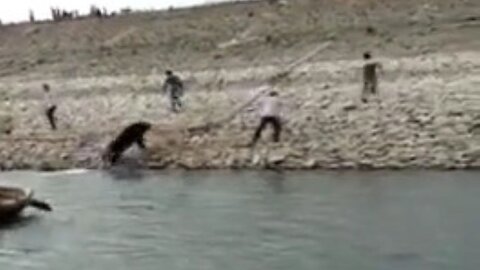 Sloth Bear Attacks Indian Man Who Foolishly Decides To Try And Jump In The Water To Get Away From It