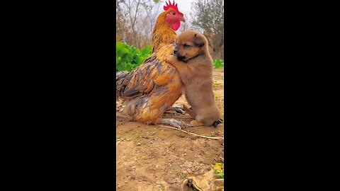 Friendship / puppy and chicken. A beautiful moment #191 - #shorts