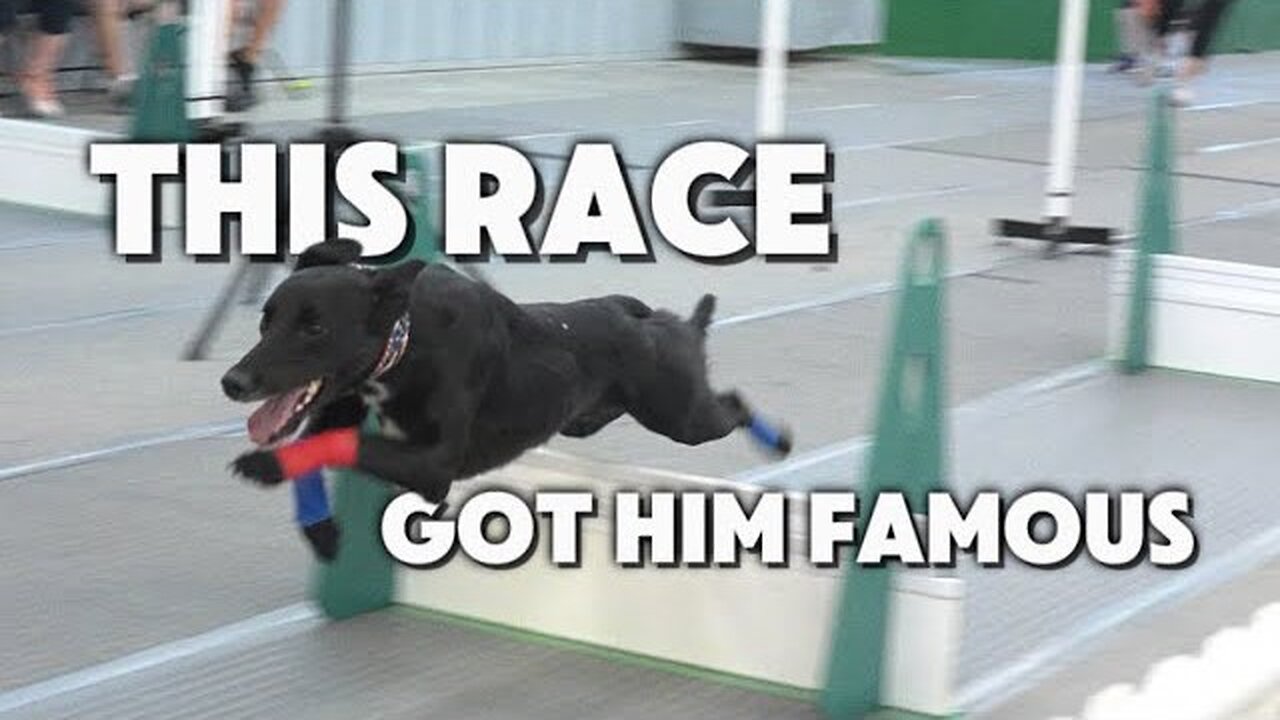 This race got the 4th dog FAMOUS | PSN Experiment