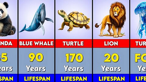 The Shortest And Longest lifespans of Animals | Different Animals