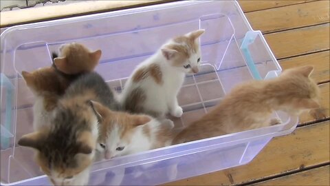 Kittens meowing (too much cuteness) - All talking at the same time!