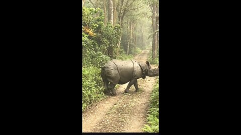 majestic one horned rhino spotted emerging from jungle