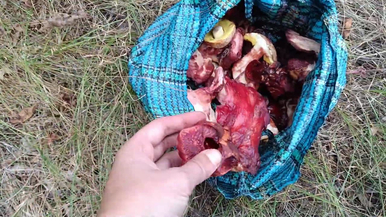 ОТец ищет грибы 16 сентября Много печёночницы