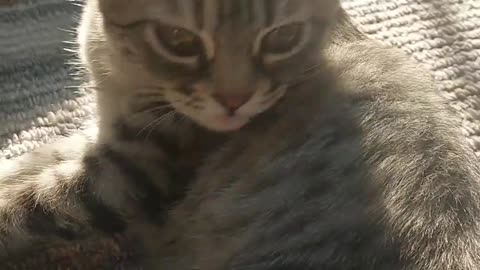 Cat video