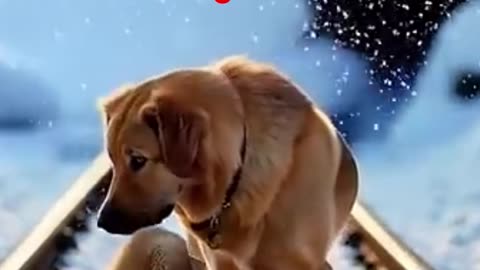 A Dog and Its Puppies Warn the Train Conductor of a Mountain Slide