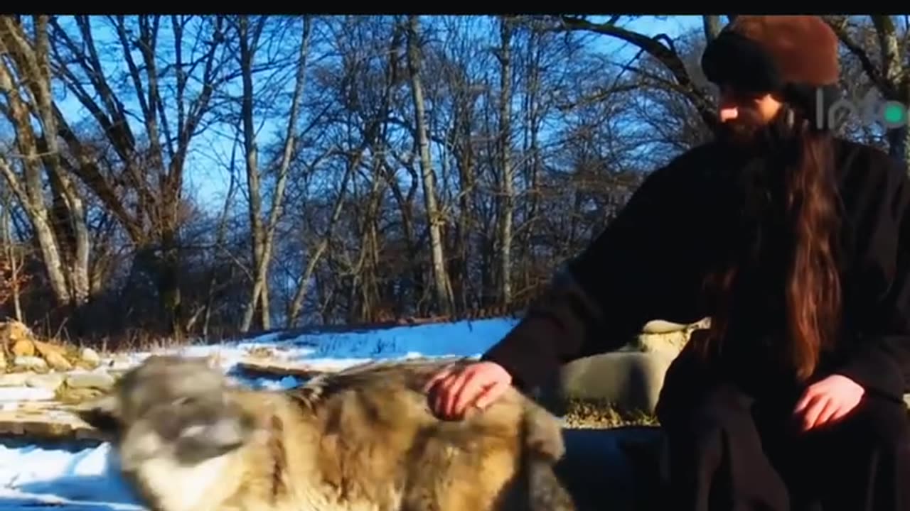 Pure hearts know each other. This shows when a wolf befriends this Serbian orthodox monk, God bless.