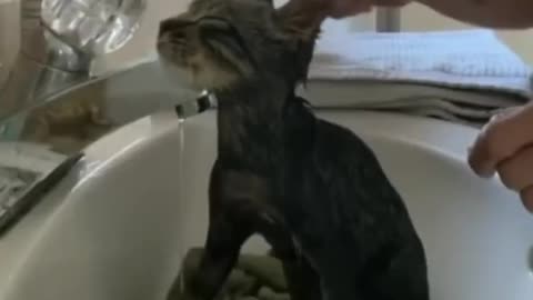 The moment a rescued kitten realises he's safe now