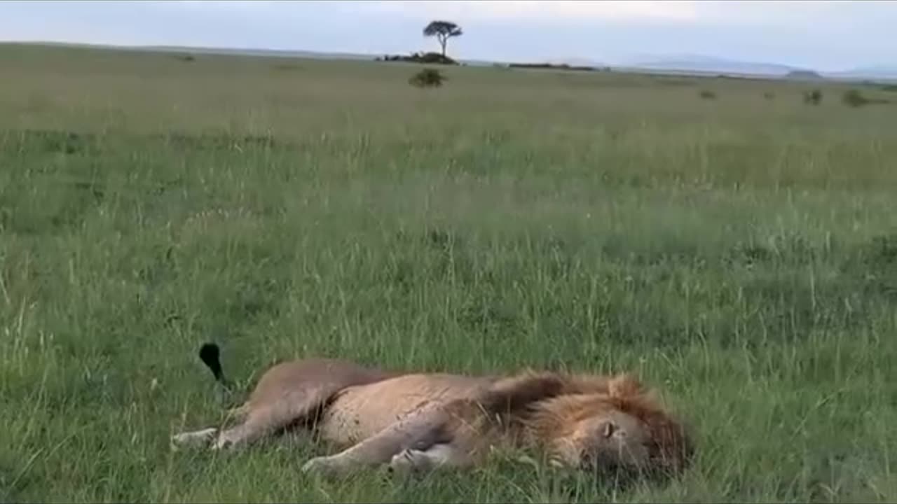 Brave animal with lion