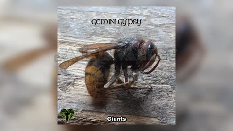 Gemini Gypsy - Giants