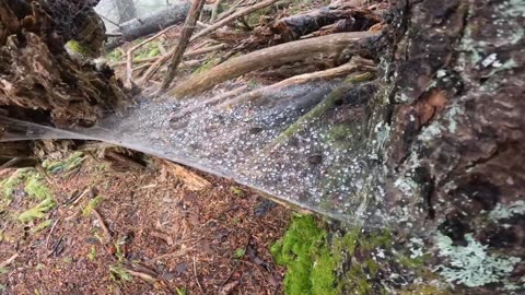 Spider Web