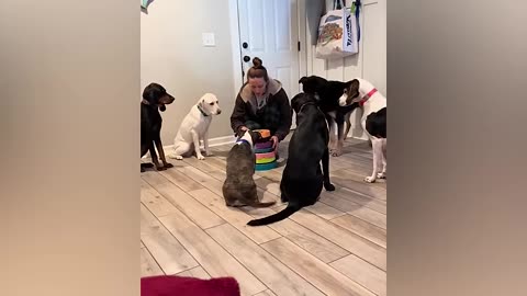 Funny Animals Cats and Dogs Shorts part 5