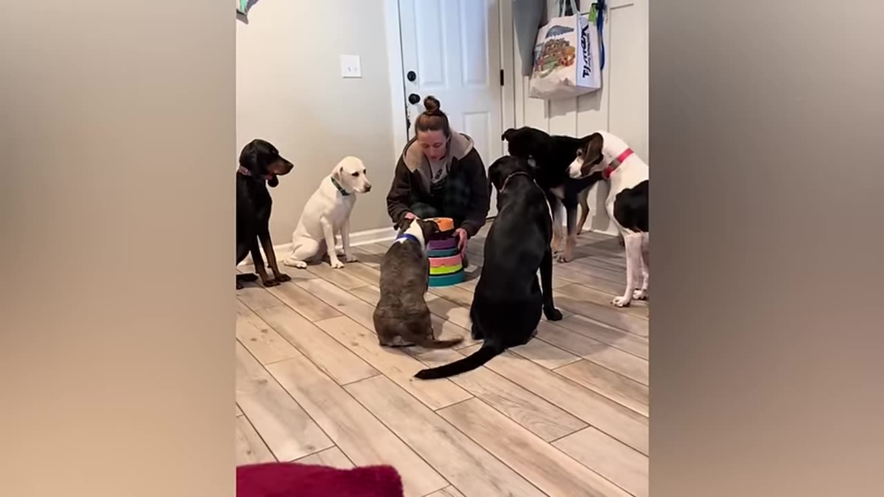 Funny Animals Cats and Dogs Shorts part 5