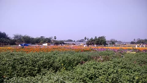 Flower Garden|Picnic spot