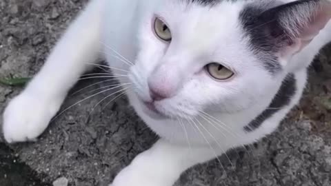 Cat with a human nose