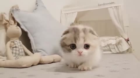 cute kitten with button eyes playing at home