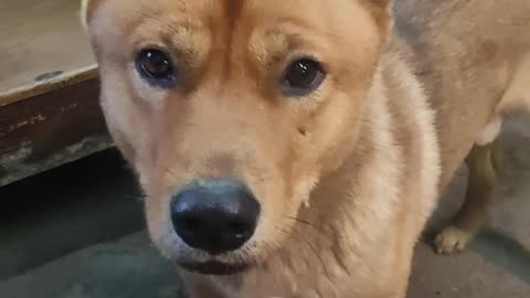 Smart dog
