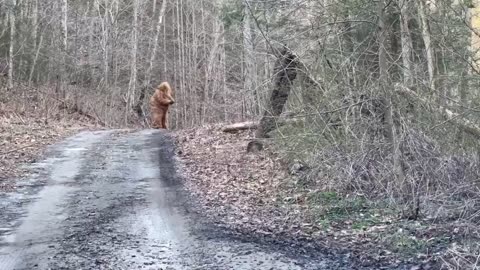 We caught Bigfoot on a trap line in West Virginia