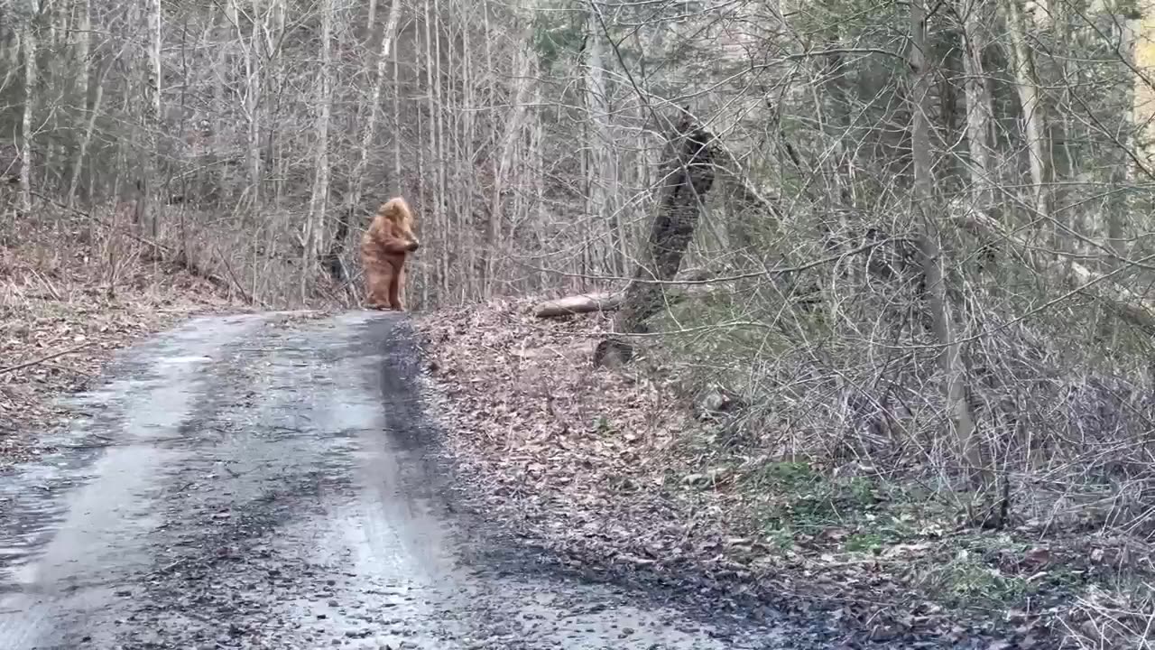 We caught Bigfoot on a trap line in West Virginia