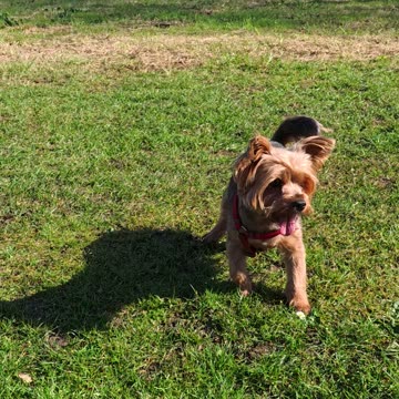 🔥 What’s Hot with Yorkie Lucy? 🐶✨ Latest Adventures & Cuteness Overload!