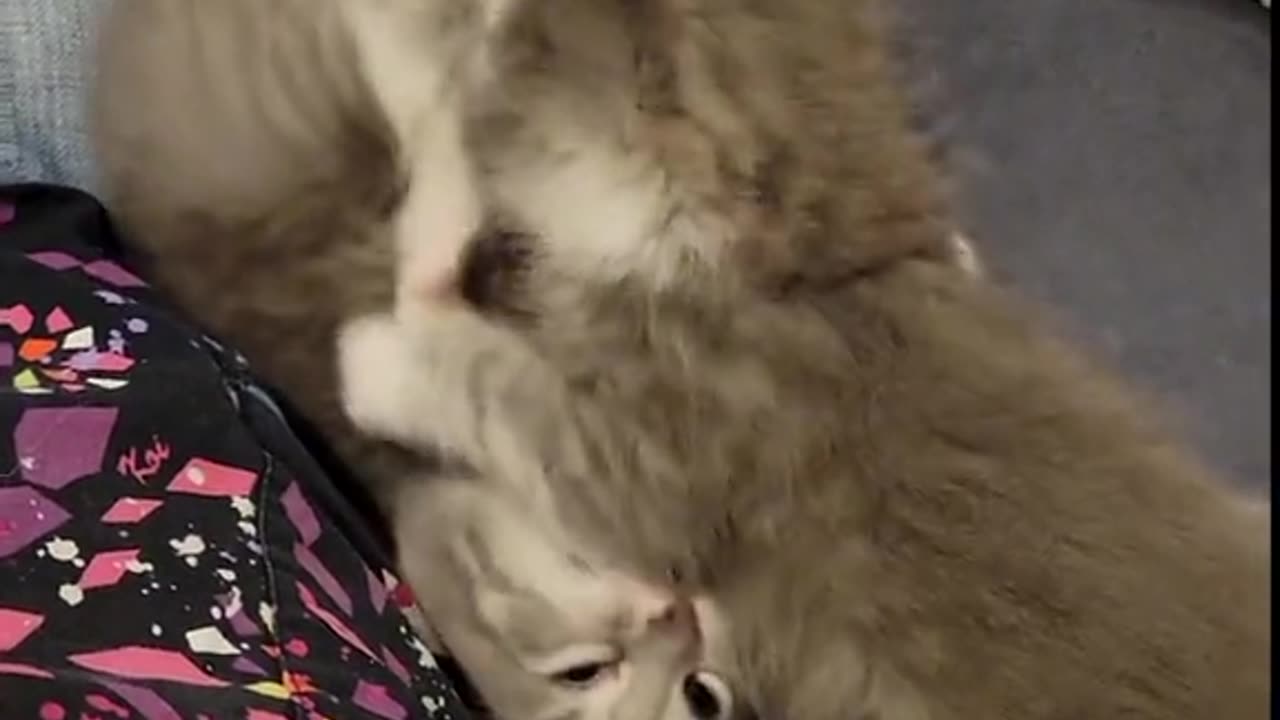 Addams Family kittens What did I say