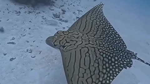 Eagle Rays: Grace, Power, and Beauty Beneath the Waves"