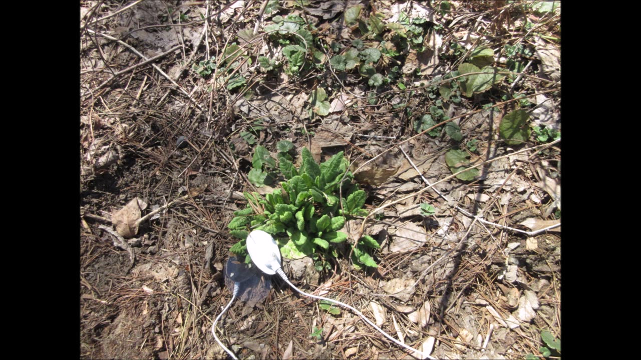 Fairy Cup Cowslip April 2023