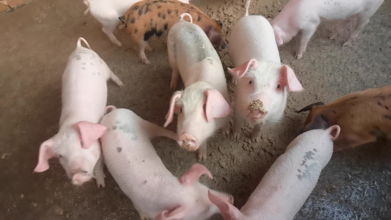 part 2 low cost feeding pig