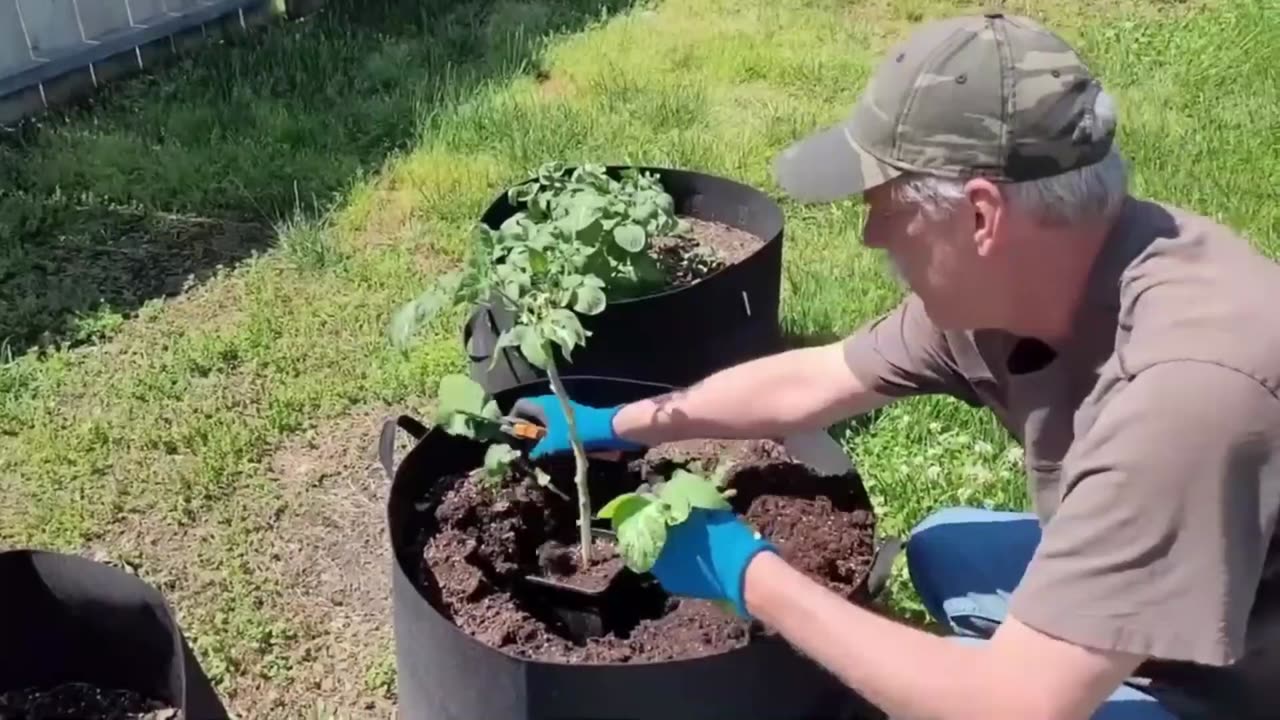 Quick Gardening Tip #5 - How To Plant Leggy Tomato Plants