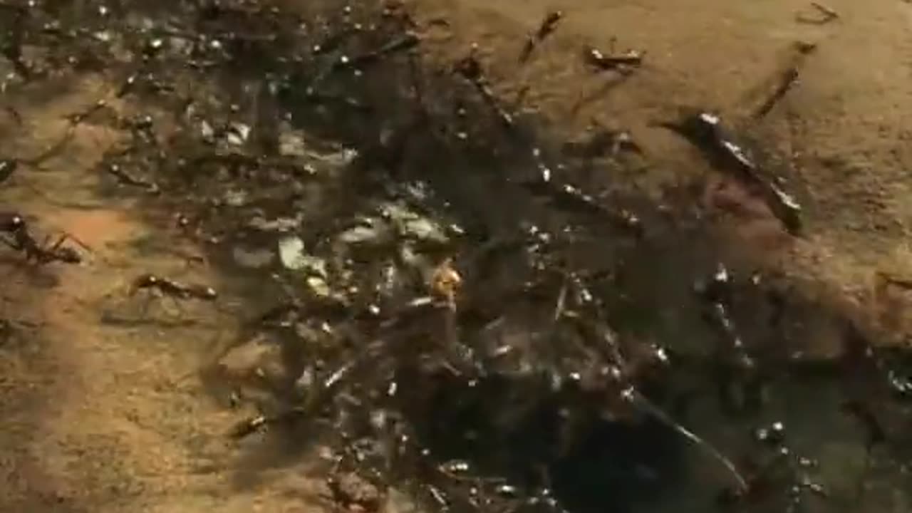 Snakes invades ant territory and gets pulverized!
