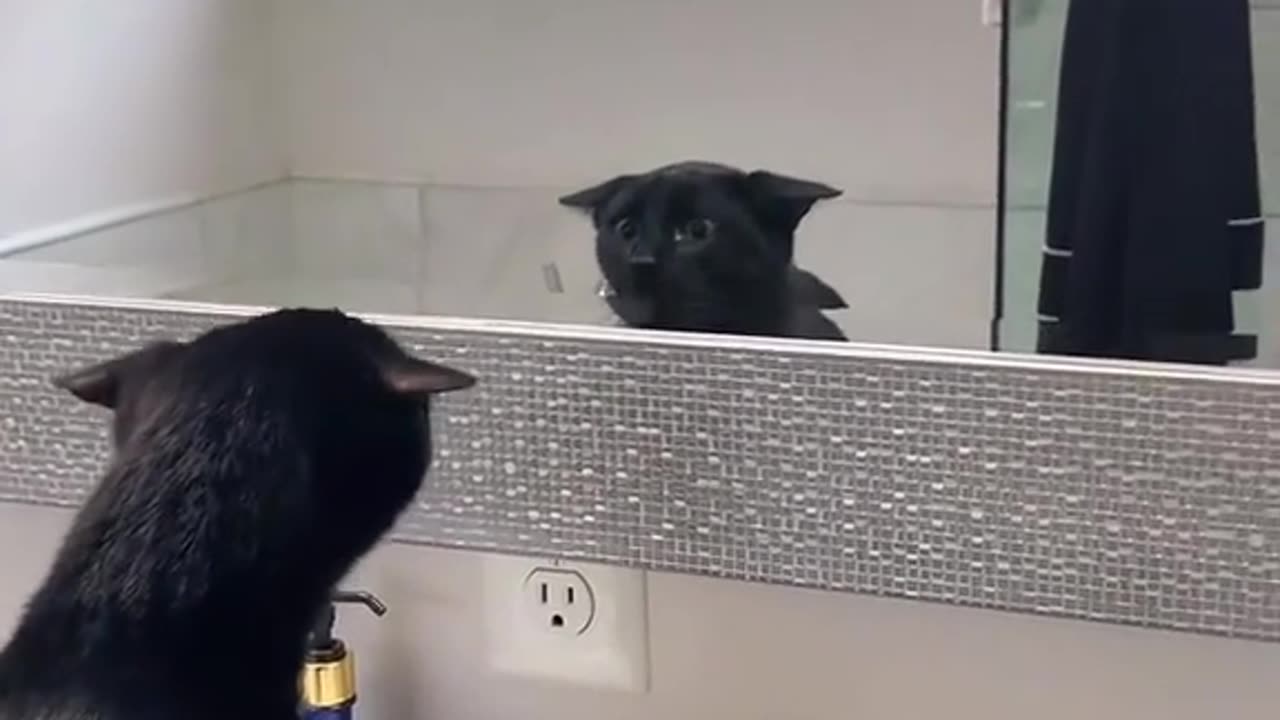 Cat vs Miror | Cat Video | Funny cat cat