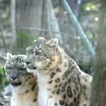 Snow White Leopard Love 💕