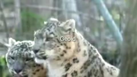 Snow White Leopard Love 💕
