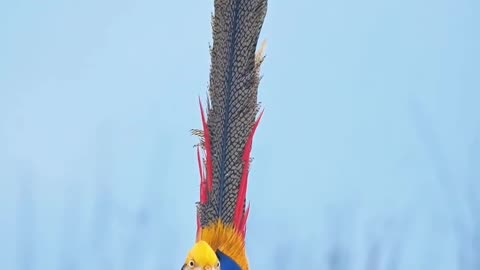 Beautiful bird 🕊️🐦 looking