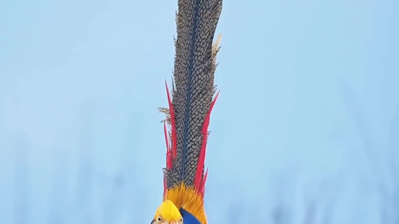 Beautiful bird 🕊️🐦 looking