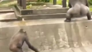 Big Gorilla Attacks Smaller One During Play – Shocking Moment Caught on Camera!