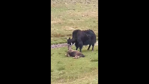 Yak fight tragic end Mountain life