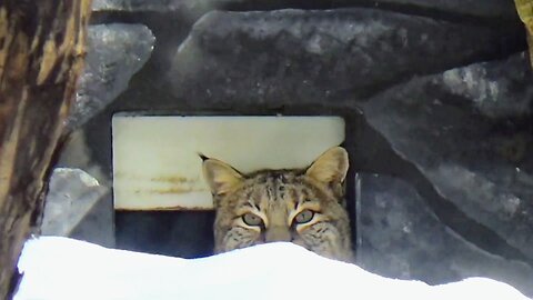 Bobcat