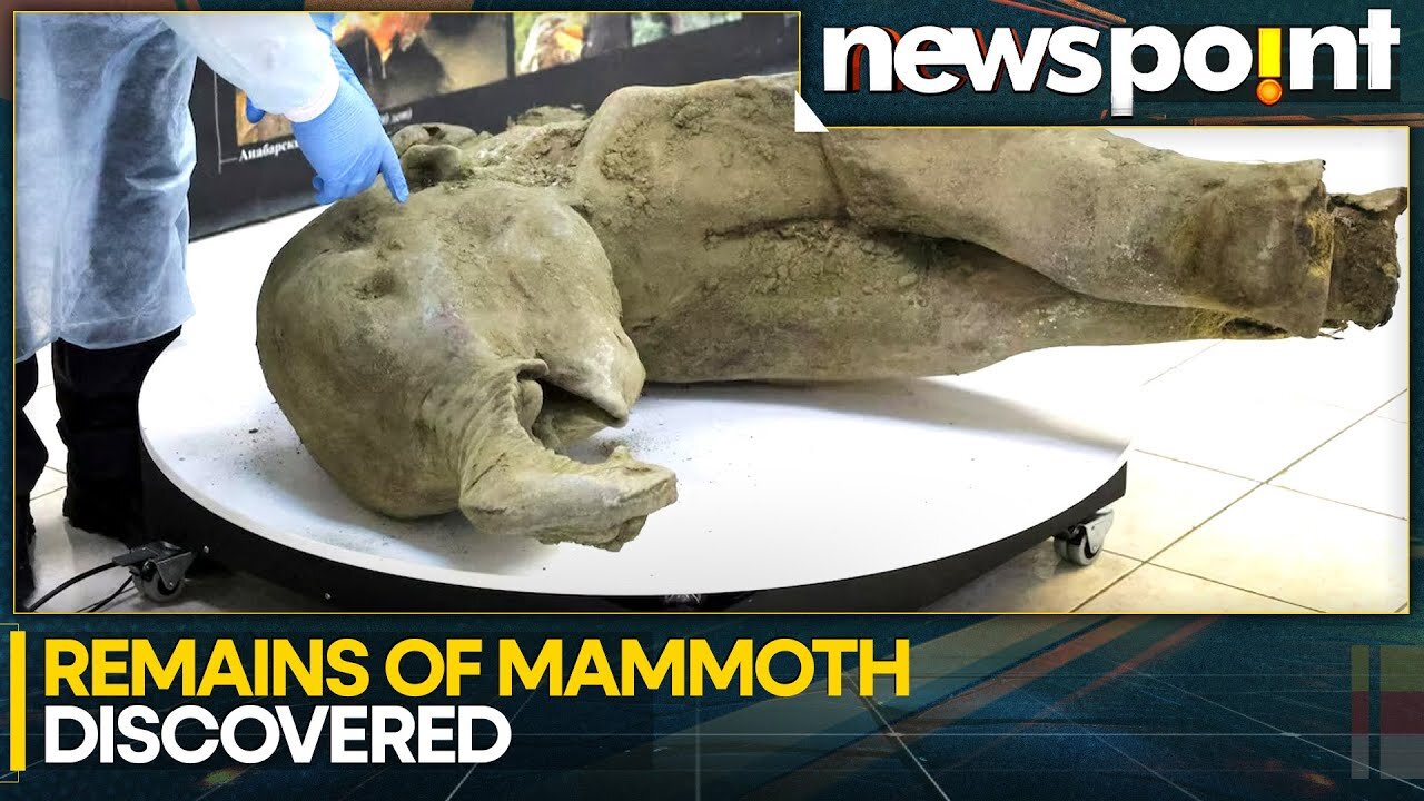 Remains of 50,000 Old Young Mammoth Found | WION Newspoint