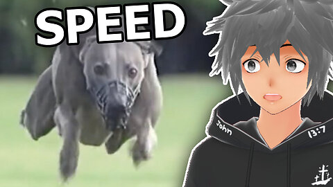 Stick Reacts To Fastest Dog Alive