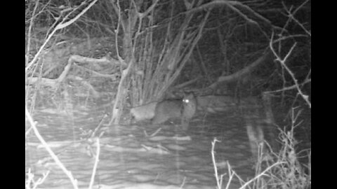 Bobcat caught on game camera during snowstorm