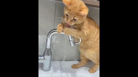 Funny Animal - Kitten and Opened Tap #funnyanimal #funnyshorts #funnypet #fuunycat #funnyvideo