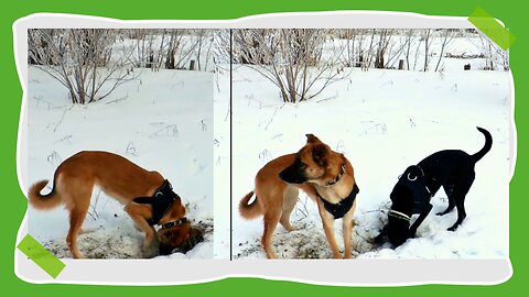 Happy Paws: Playtime, Treats, and Pure Joy!