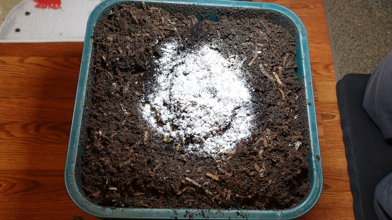 Worm Wednesday Feeding Vermihut Feeding #gardeningwithbarchuckin #vermicompost