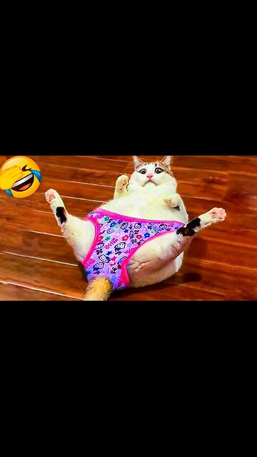 Ultimate Animal Laugh Fest 🤣