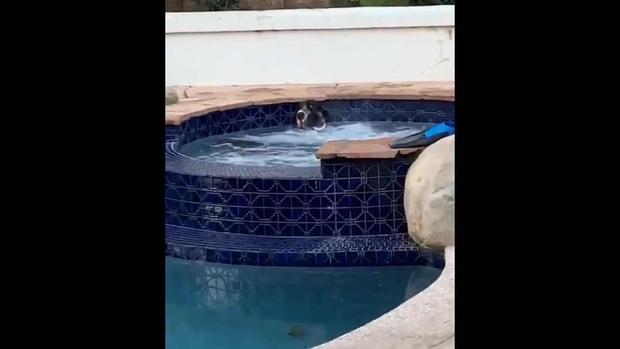 funny animals (super 3 minute funny) cats and dogs