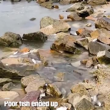 Poor fish ended up on the shallow end.hd