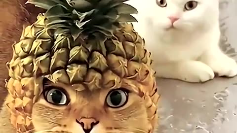 Cats Being... Cats! 😂🍍🧵🐦